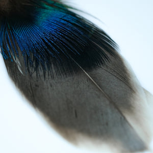 Statement Peacock and Goose Feather Earring